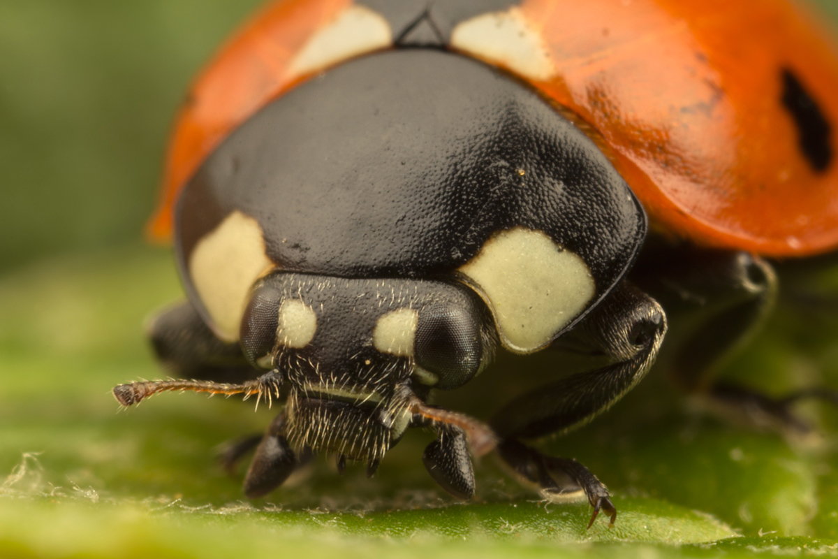 Seven Spot Ladybird 7